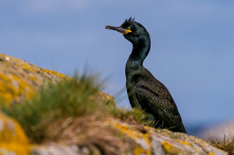 028 Farne eilanden, kuifaalscholver.jpg